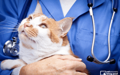 The REAL reasons we can’t keep veterinary professionals in the veterinary profession: Part 1
